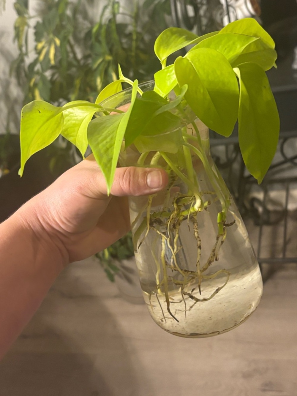 Lemon Lime Pothos (Neon) Rooted Cuttings - Picture 2 of 4